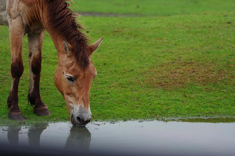 Paard_Beekse Bergen.jpg